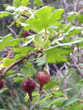 Image of orange gooseberry