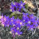 Image de Calytrix leschenaultii (Schauer) Benth.