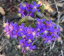 Image de Calytrix leschenaultii (Schauer) Benth.