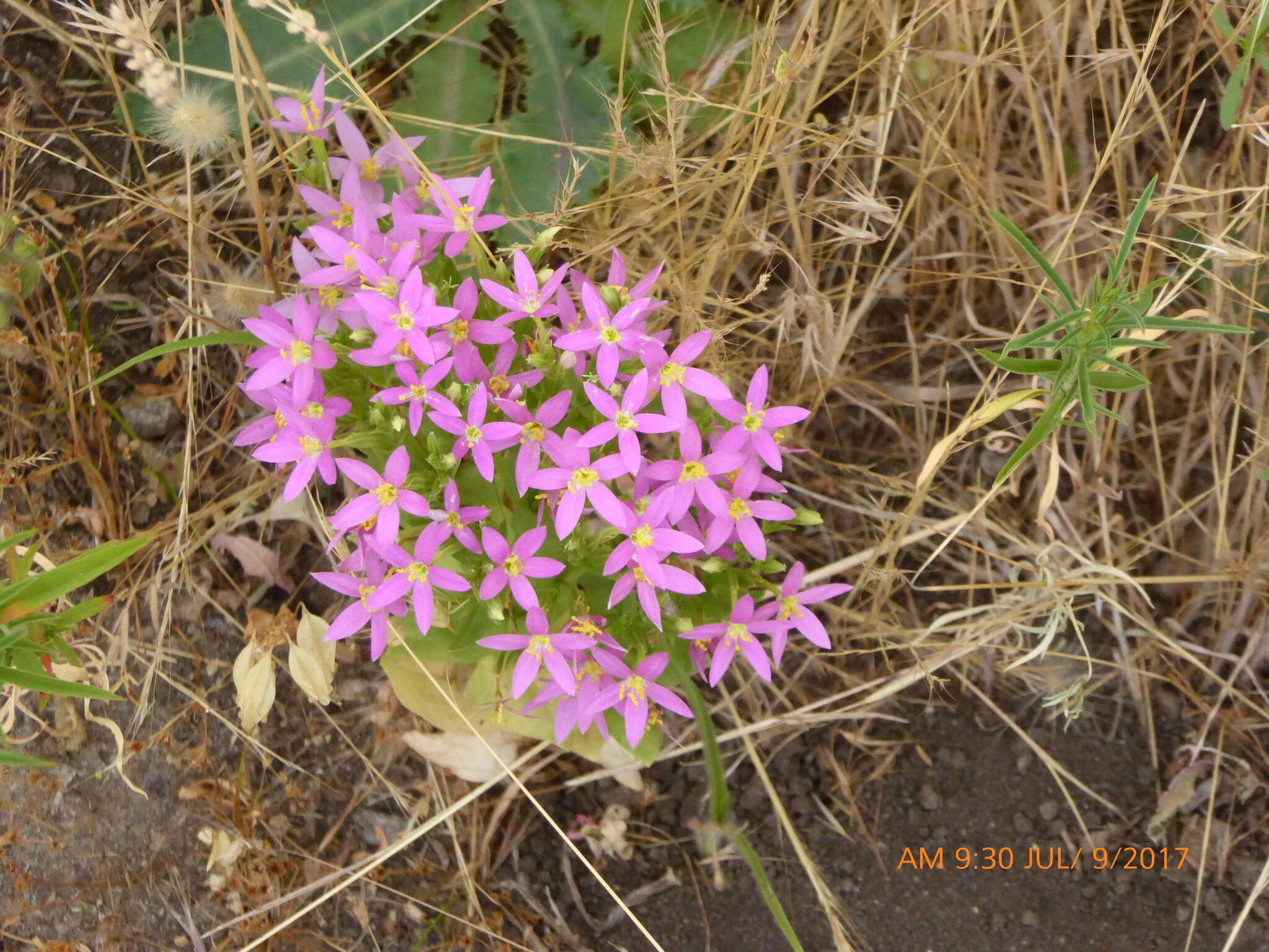 Image of charming centaury