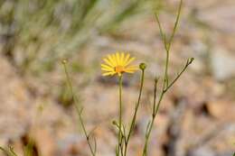 Image of Gutierrezia conoidea (Hemsl.) M. A. Lane