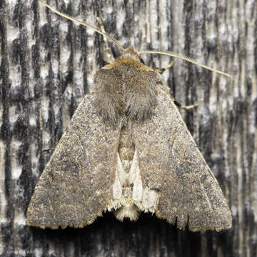 Image of Orthosia praeses Grote 1879