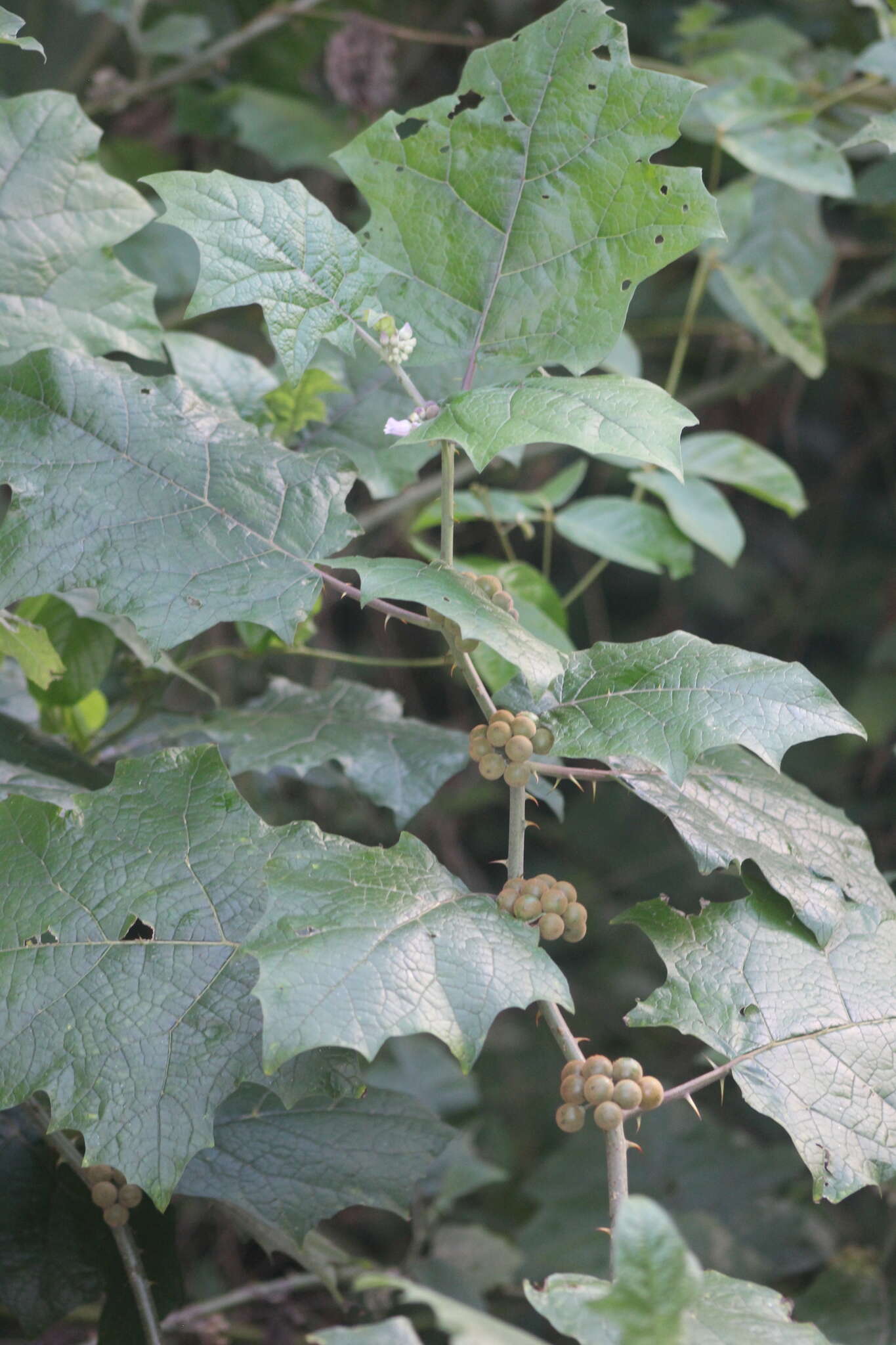 Image de Solanum stramonifolium Jacq.