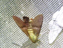 Image of Macroglossum errans