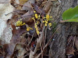 Image of Physarum virescens