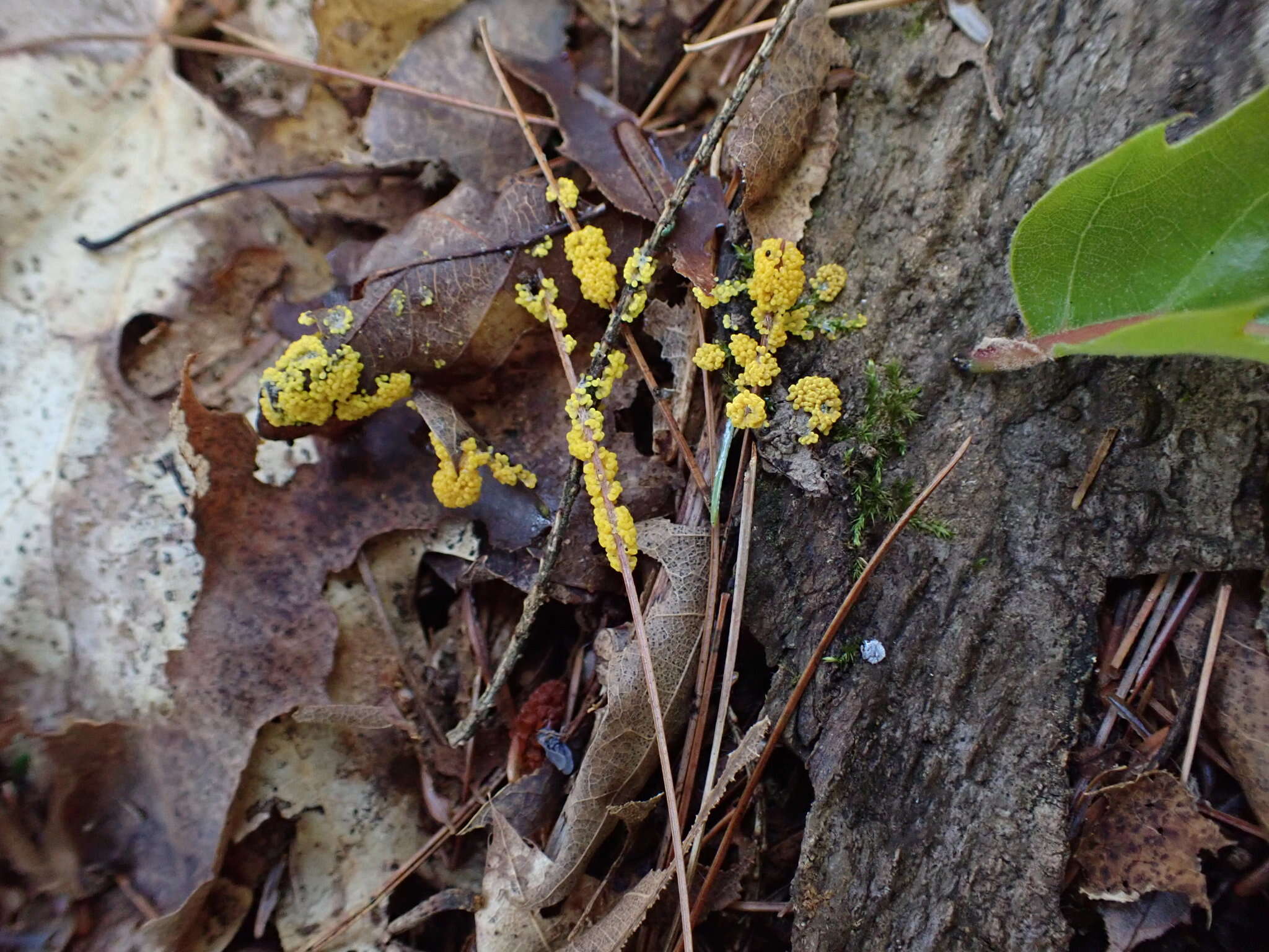 Image of Physarum virescens