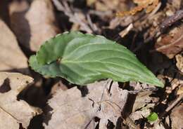 Image of Viola bissetii Maxim.