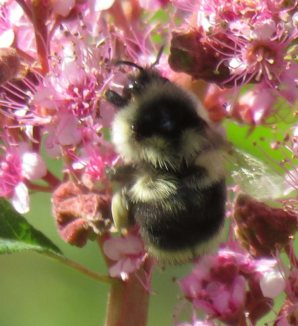 Image of Bombus vancouverensis nearcticus Handlirsch 1888