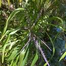 Image of Slender Palm Lily