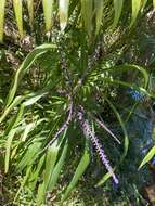 Imagem de Cordyline stricta (Sims) Endl.