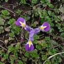 Image of Iris kolpakowskiana subsp. kolpakowskiana