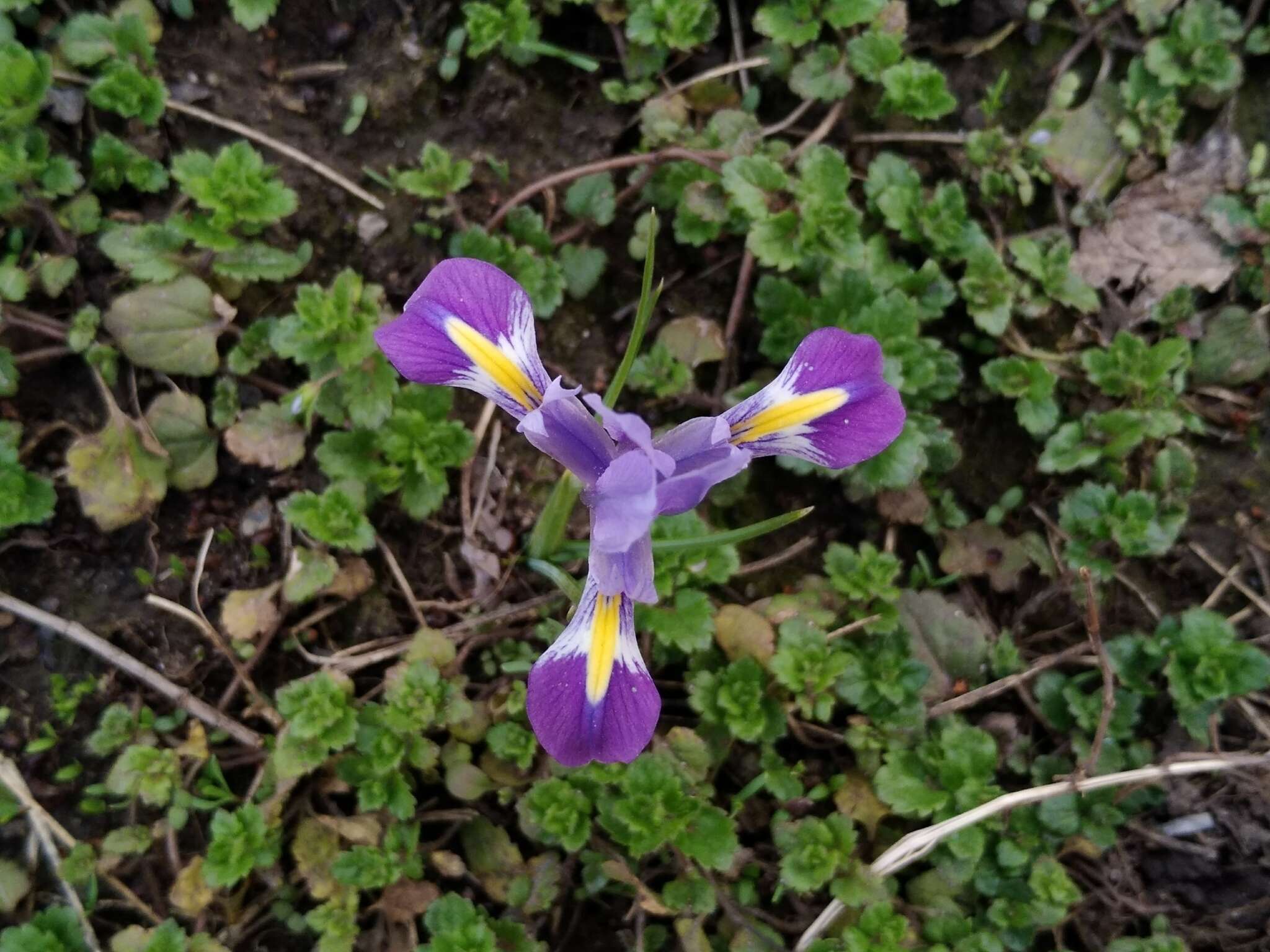 Слика од Iris kolpakowskiana subsp. kolpakowskiana