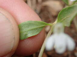 Image of Justicia anagalloides (Nees) T. Anders.