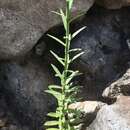 Wahlenbergia linarioides (Lam.) A. DC. resmi