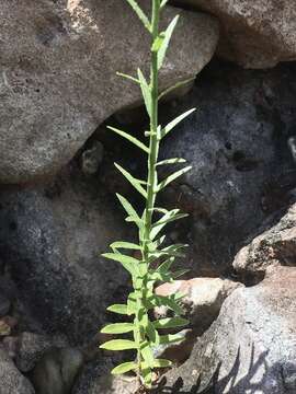 Wahlenbergia linarioides (Lam.) A. DC.的圖片