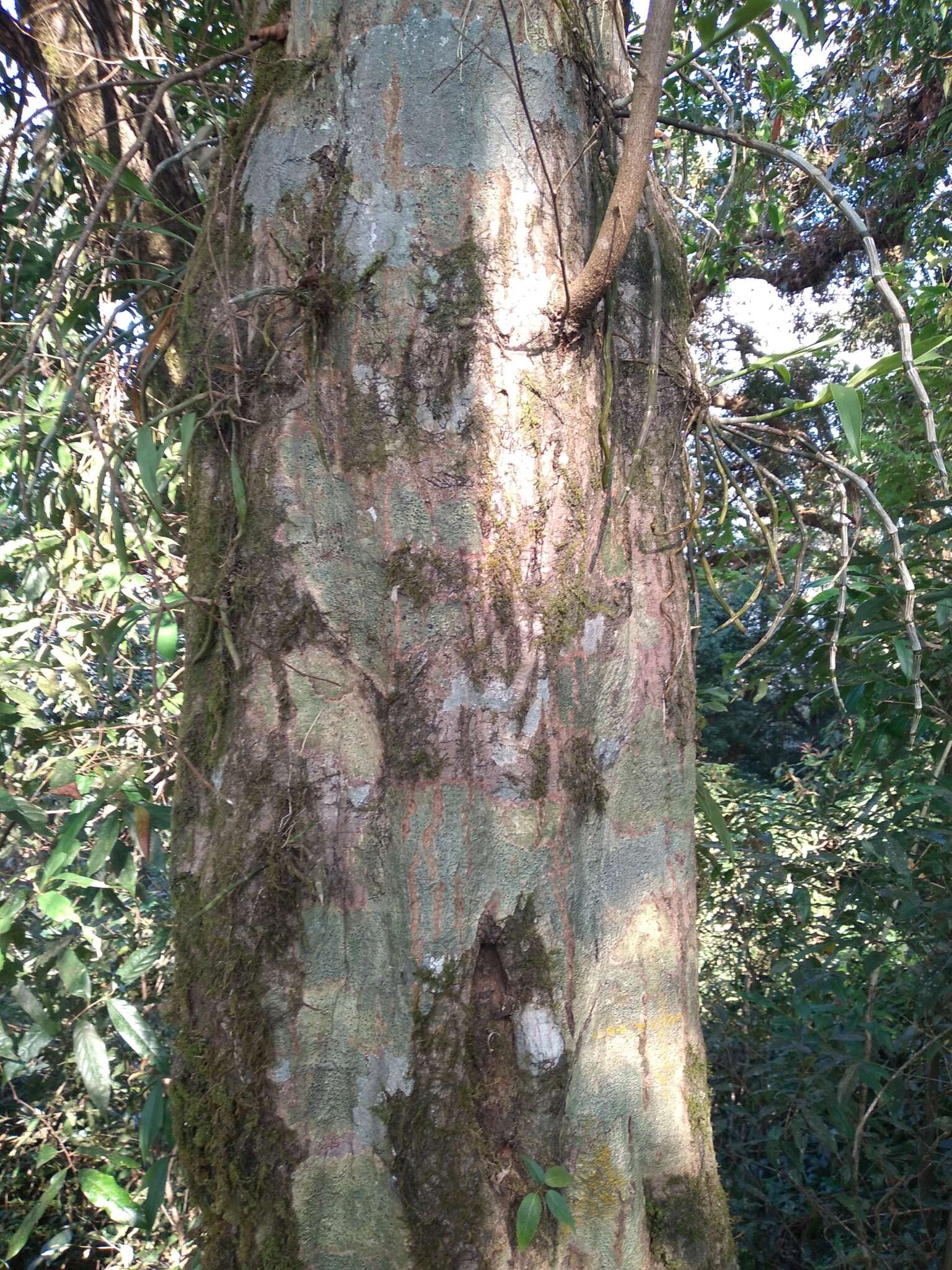 Image of Carpinus viminea Wall. ex Lindl.