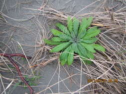 Image of tall fleabane