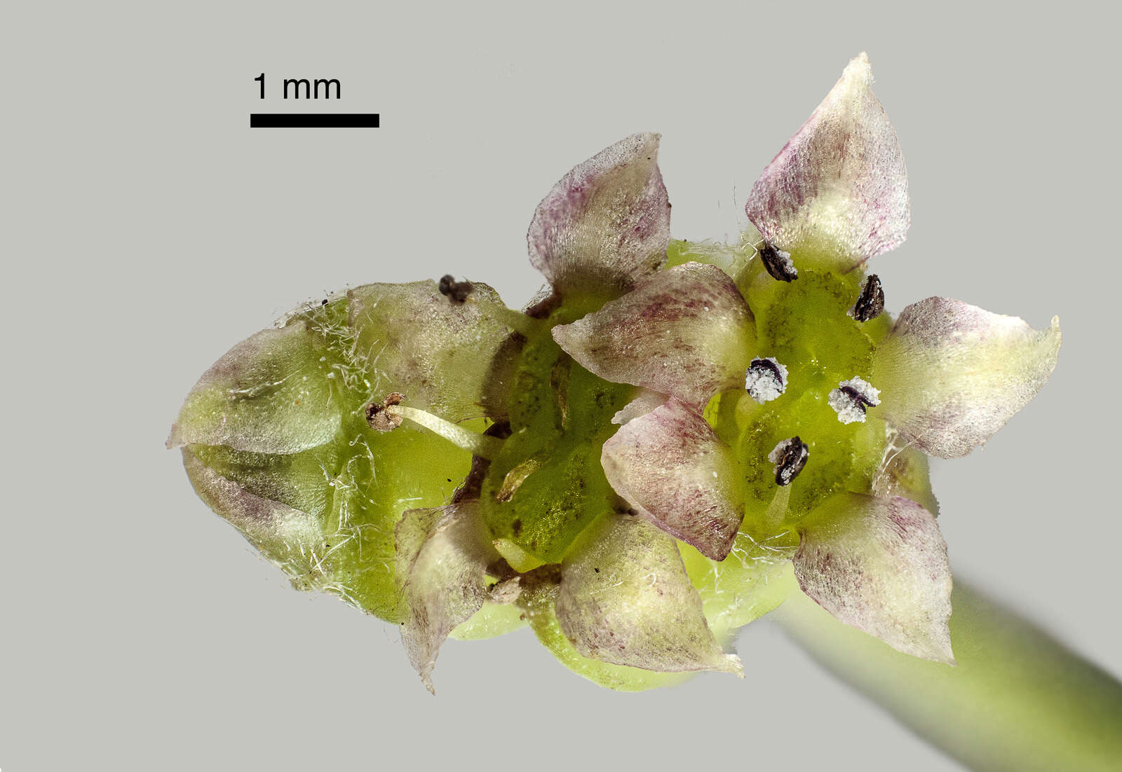 Image of Centella uniflora (Col.) Nannf.