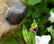 Image of <i>Caura rufiventris</i>