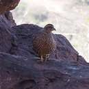 Image of Hartlaub's Spurfowl