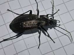 Image of Carabus (Carabus) granulatus interstitialis Duftschmid 1812