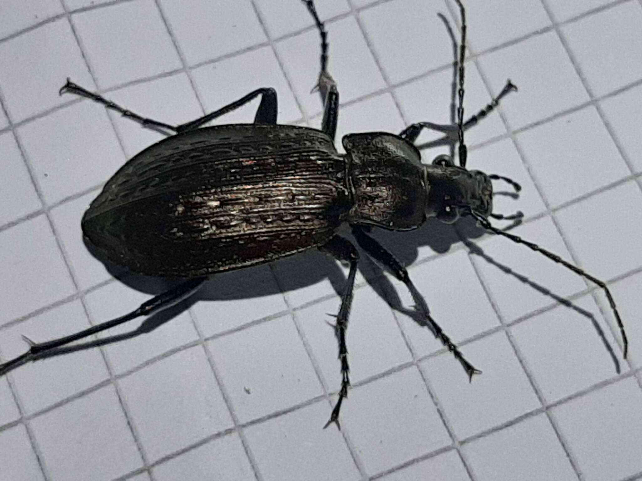 Image of Carabus (Carabus) granulatus interstitialis Duftschmid 1812