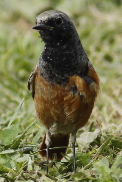 Plancia ëd Phoenicurus ochruros phoenicuroides (Moore & F 1854)