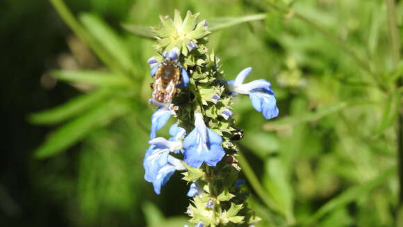 Image of Anthophora paranensis Holmberg 1903