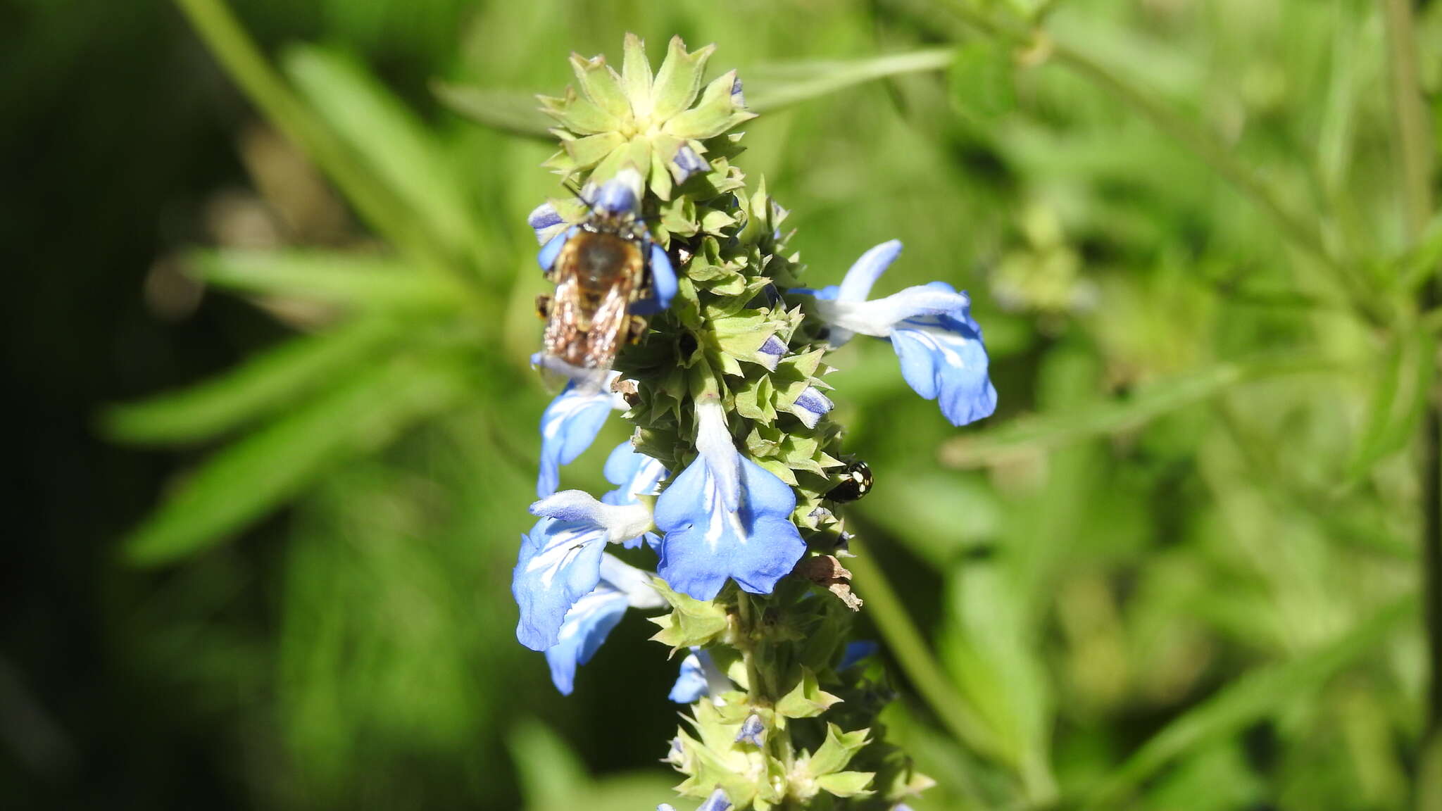 Plancia ëd Anthophora paranensis Holmberg 1903