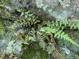 Imagem de Asplenium kentuckiense Mc Coy