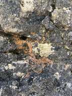 Image of dimple lichen