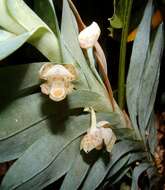 Imagem de Dichaea glauca (Sw.) Lindl.