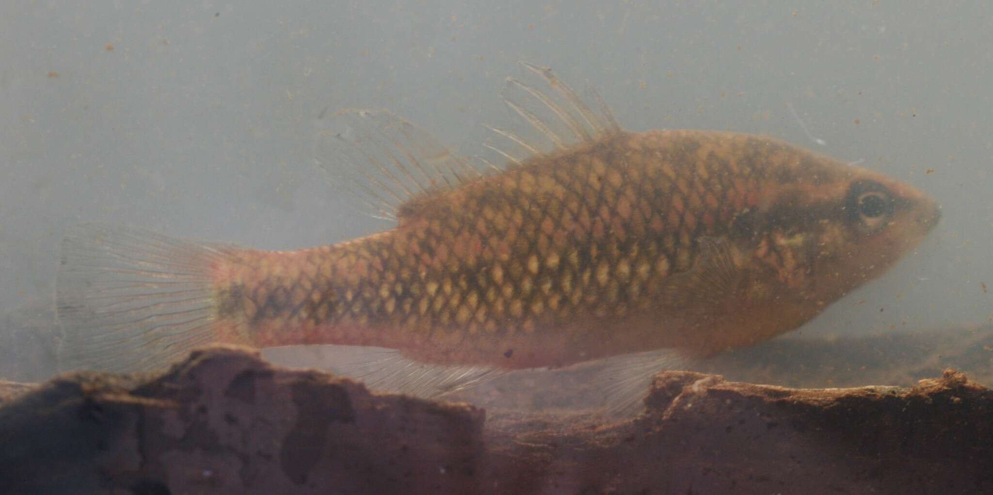 Image of Western pygmy perch