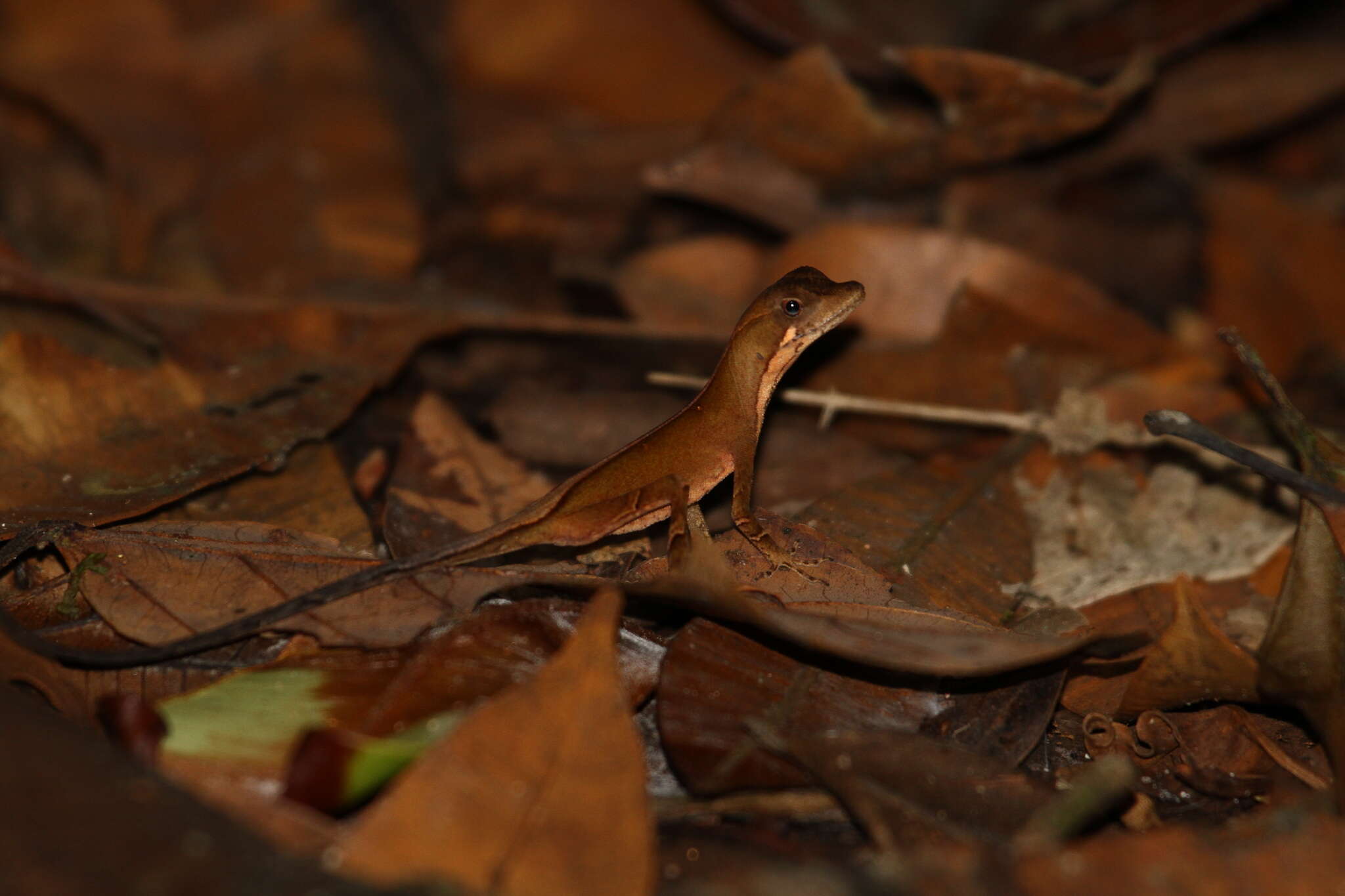 Image of Anolis chrysolepis Duméril & Bibron 1837