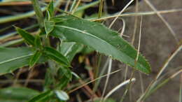 Image of Wheeler's thistle