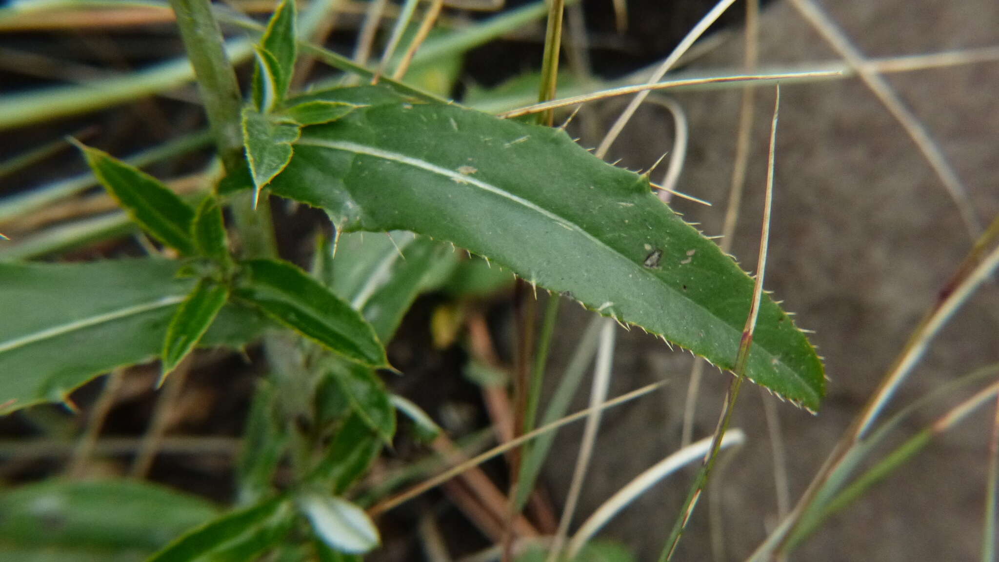 Image of Wheeler's thistle