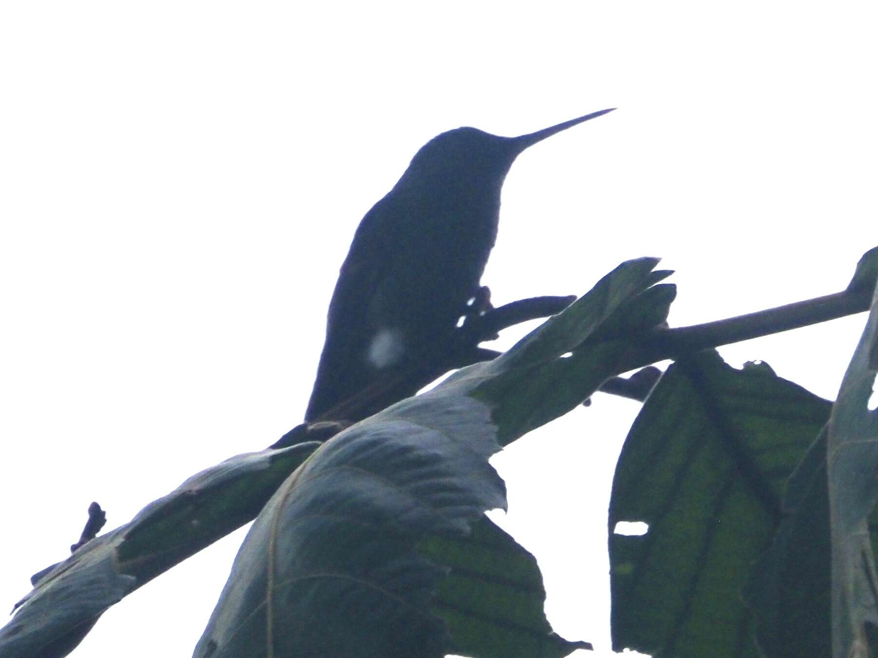 Image of Blue-tailed Hummingbird