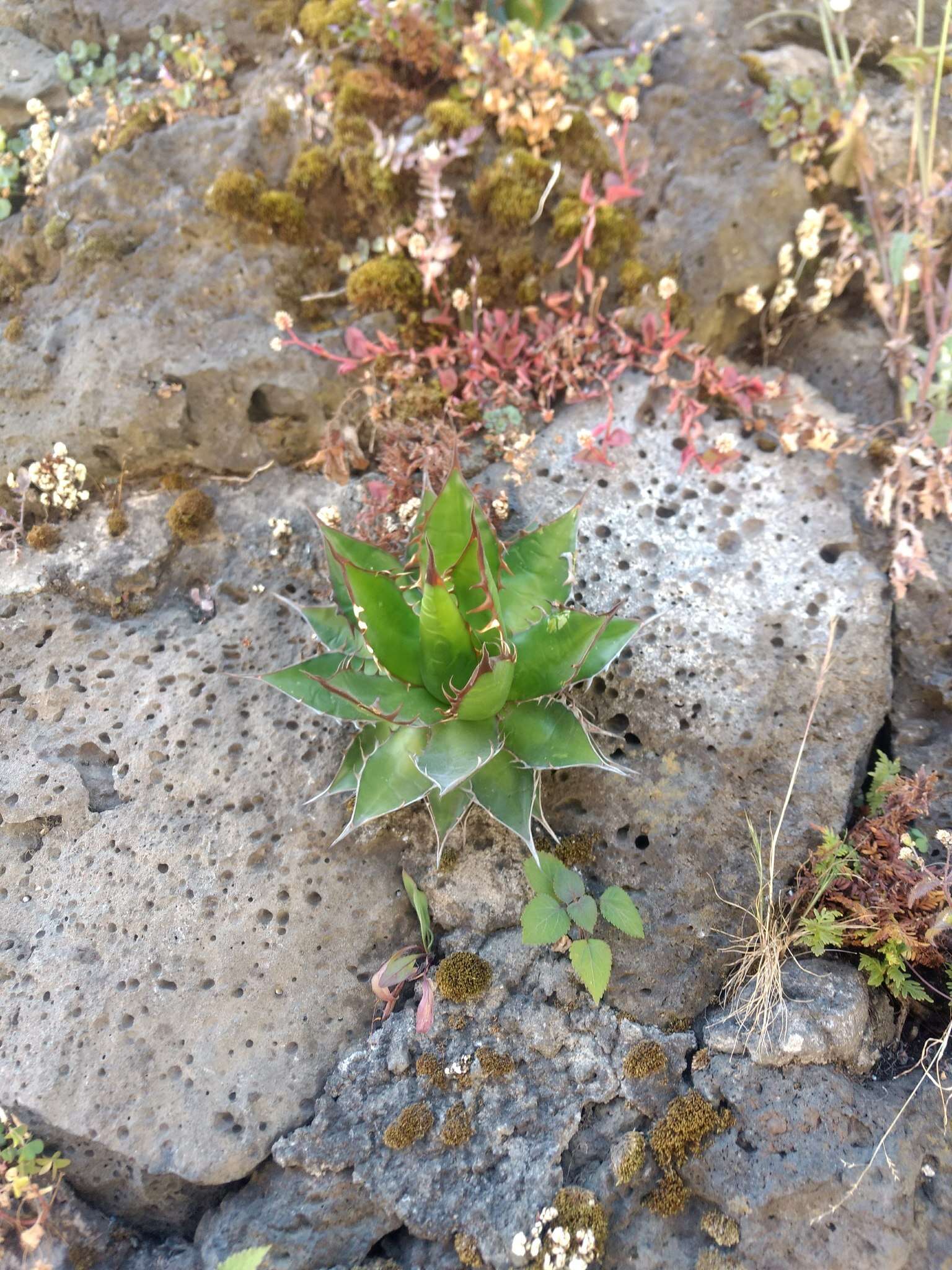 Image of Agave horrida subsp. horrida