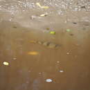 Image of Banded Toadfish