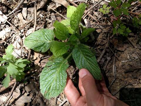 Image of shade phacelia