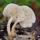 Clitocybe semiocculta Cleland 1927的圖片