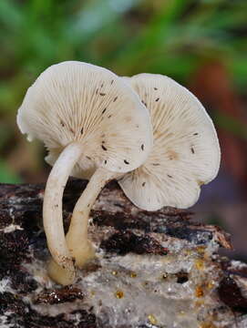 Слика од Clitocybe semiocculta Cleland 1927