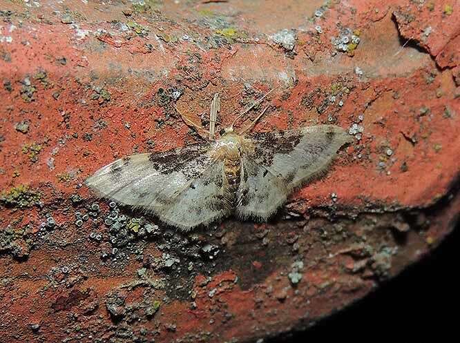 Image of Idaea filicata Hübner 1798