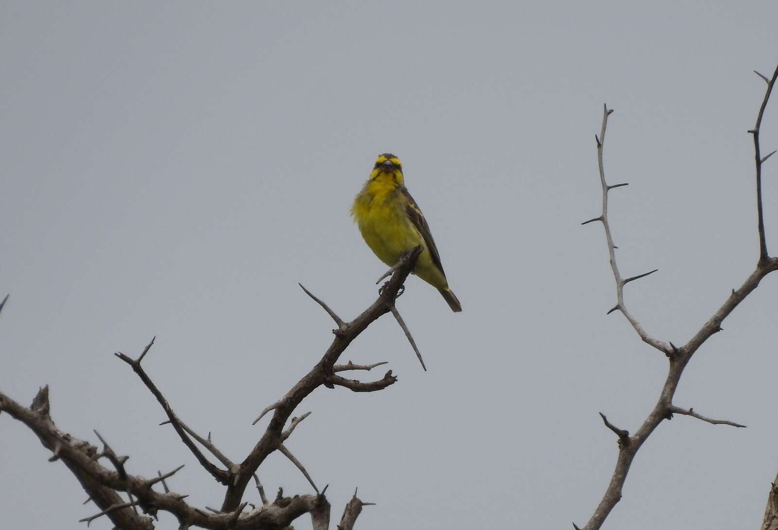 Image of Crithagra mozambica granti (Clancey 1957)