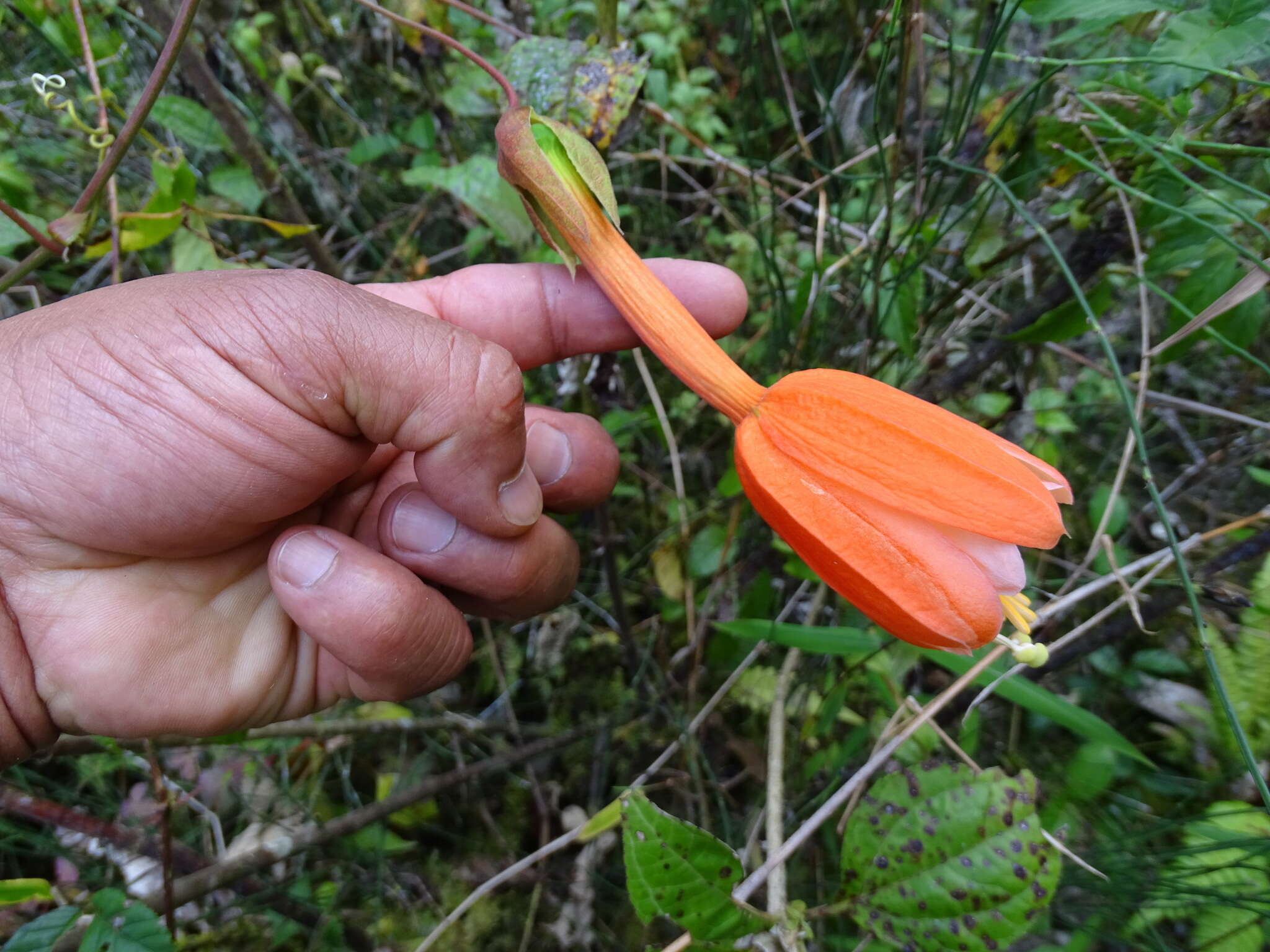 Sivun Passiflora sanctae-barbarae L. B. Holm-Nielsen & P. M. Jørgensen kuva