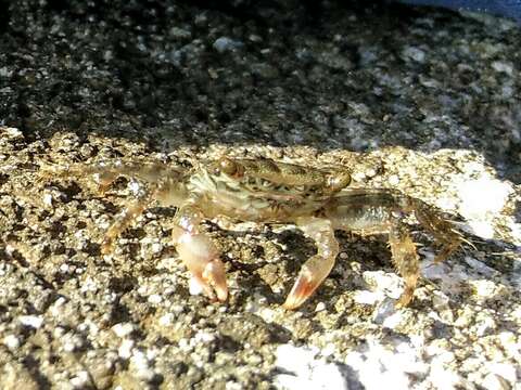 Image of marbled rock crab