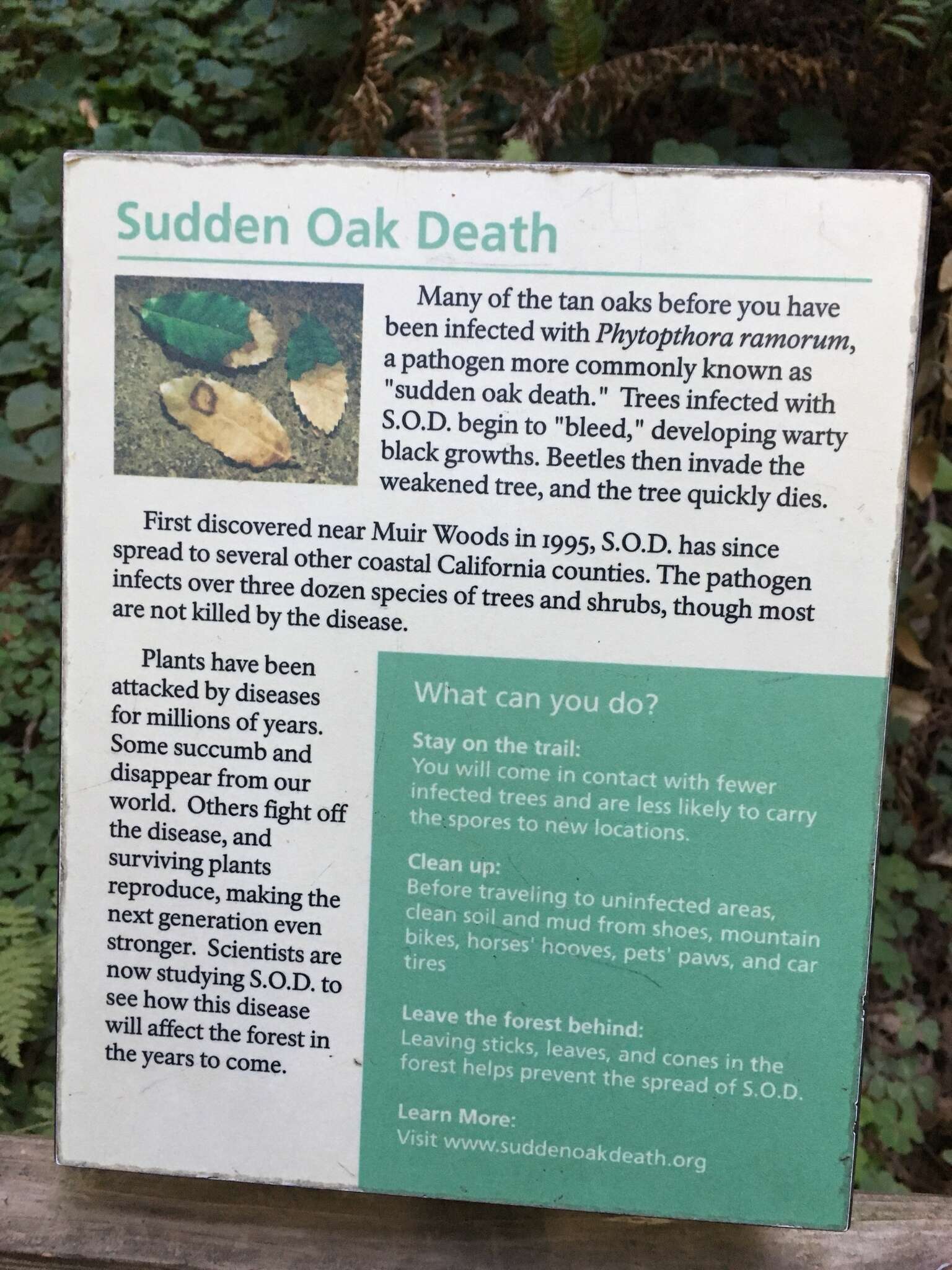 Image of Sudden oak death