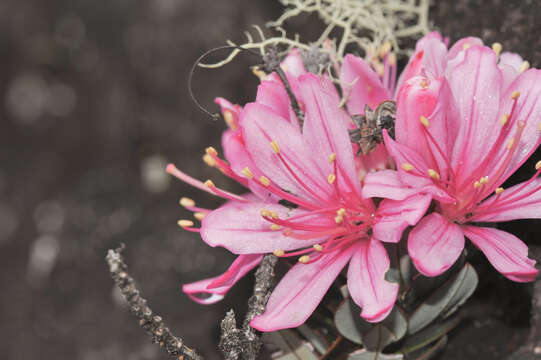 Image of Bejaria imthurnii N. E. Br.