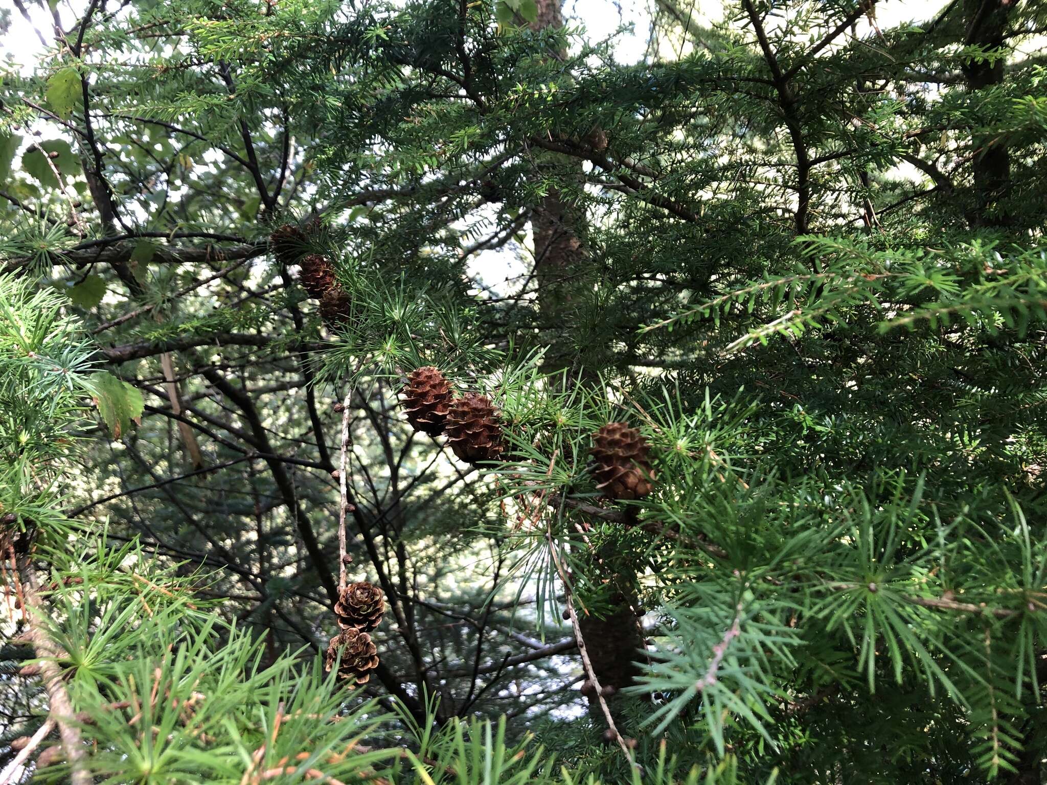 Image of Japanese Larch