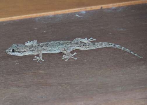 Image of Peters' Leaf-toed Gecko